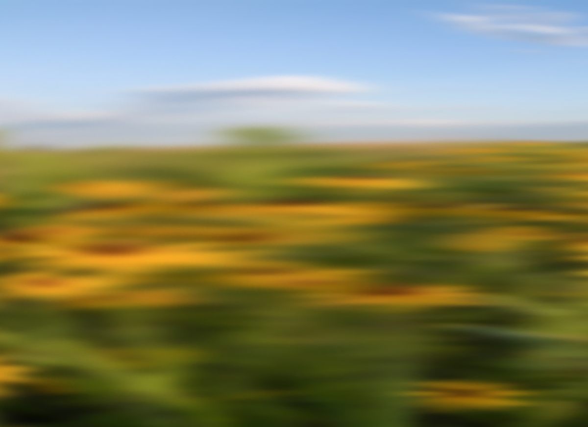 Black-eyed Susans (at 70 mph).
