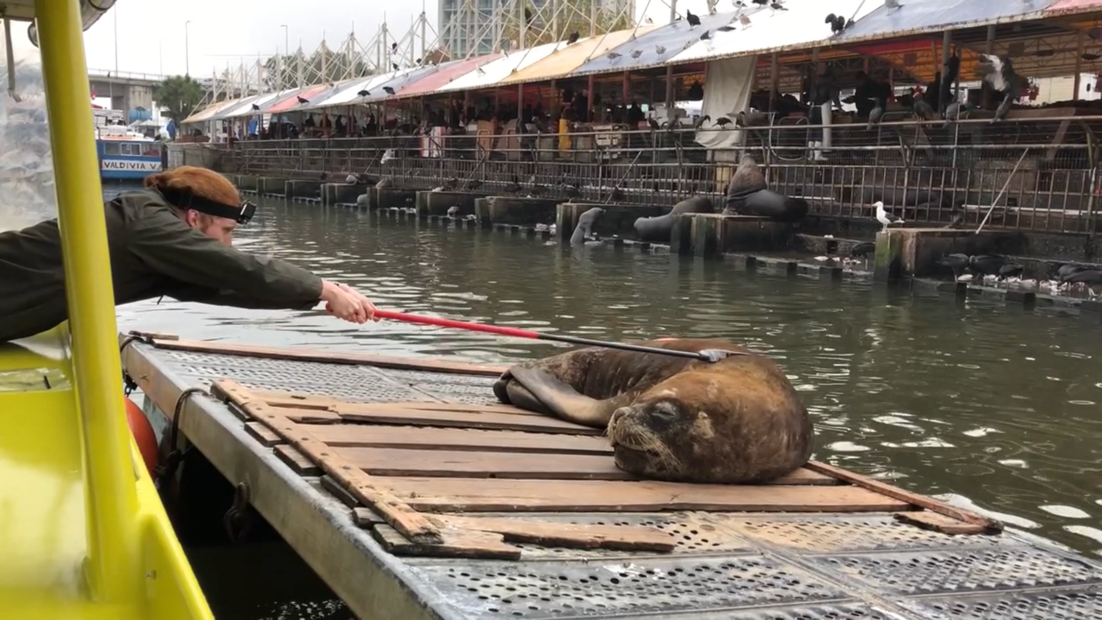 San Francisco's sea lions - Science Wanders