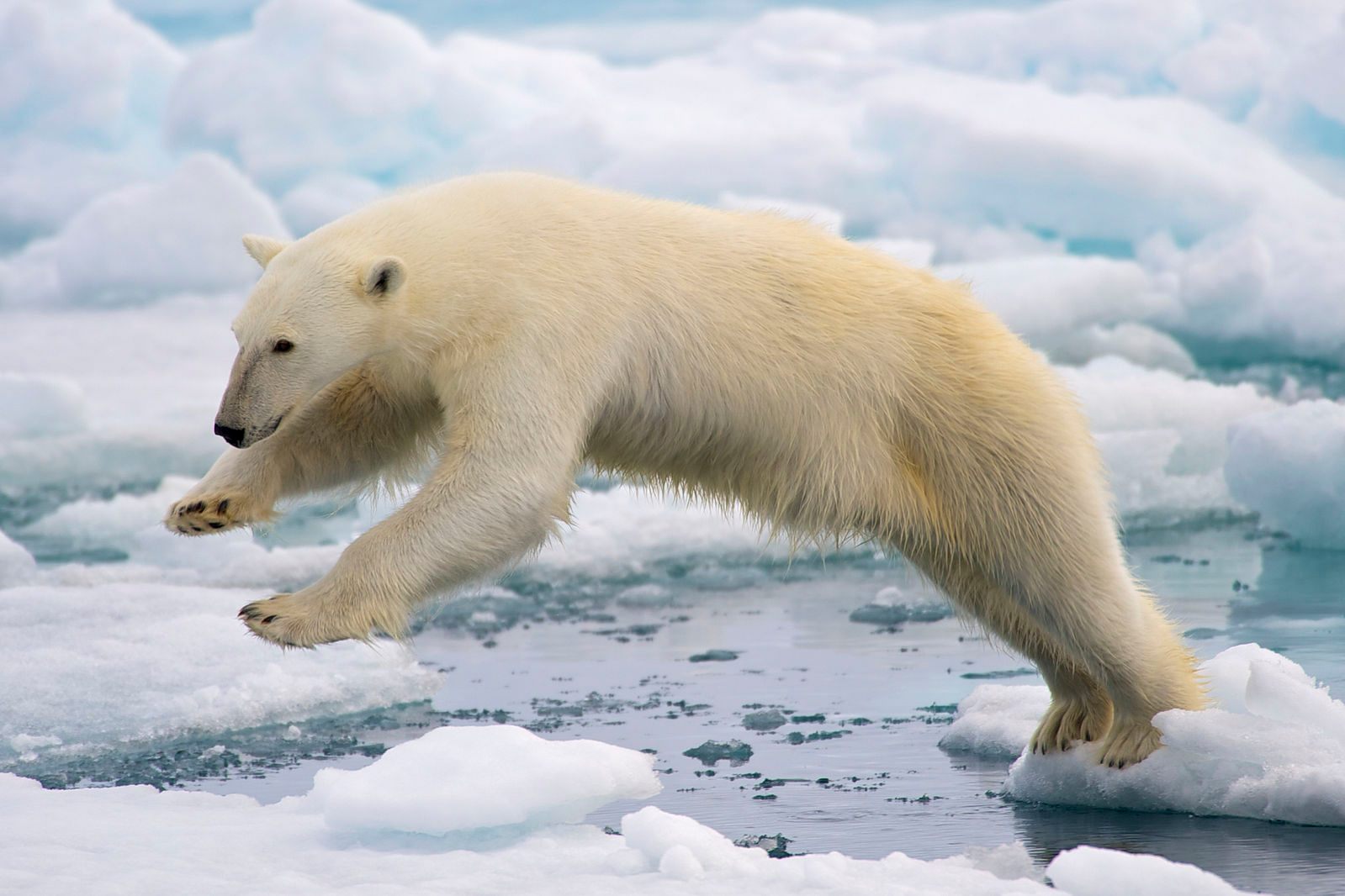 Hungry Polar Bears in Norway Have Resorted to Sucking Eggs - Atlas