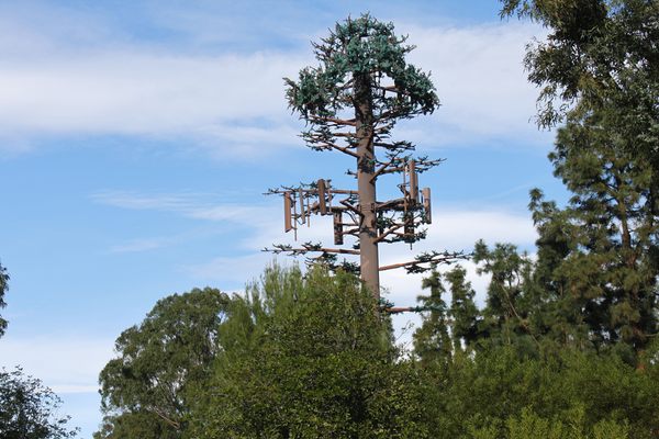 Los Angeles cell tower tree