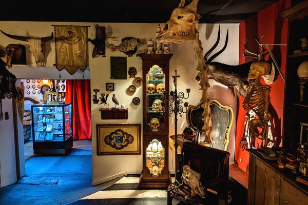 At the top of the frame: an old South African giraffe skeleton