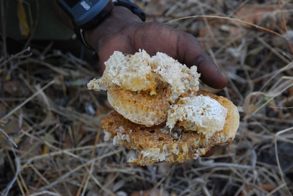 Some prime honeycomb.