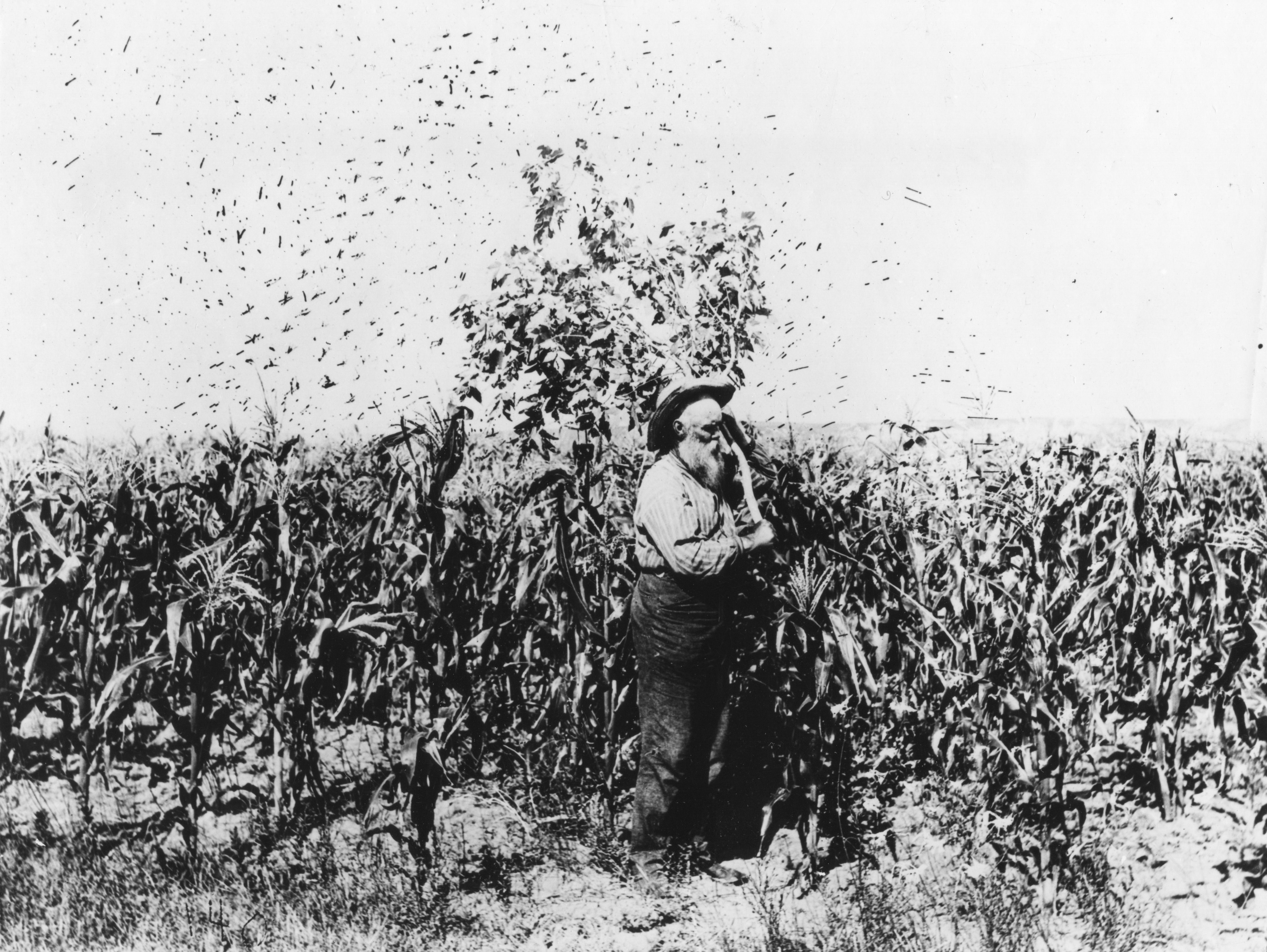 Locusts in Nebraska, 1890.