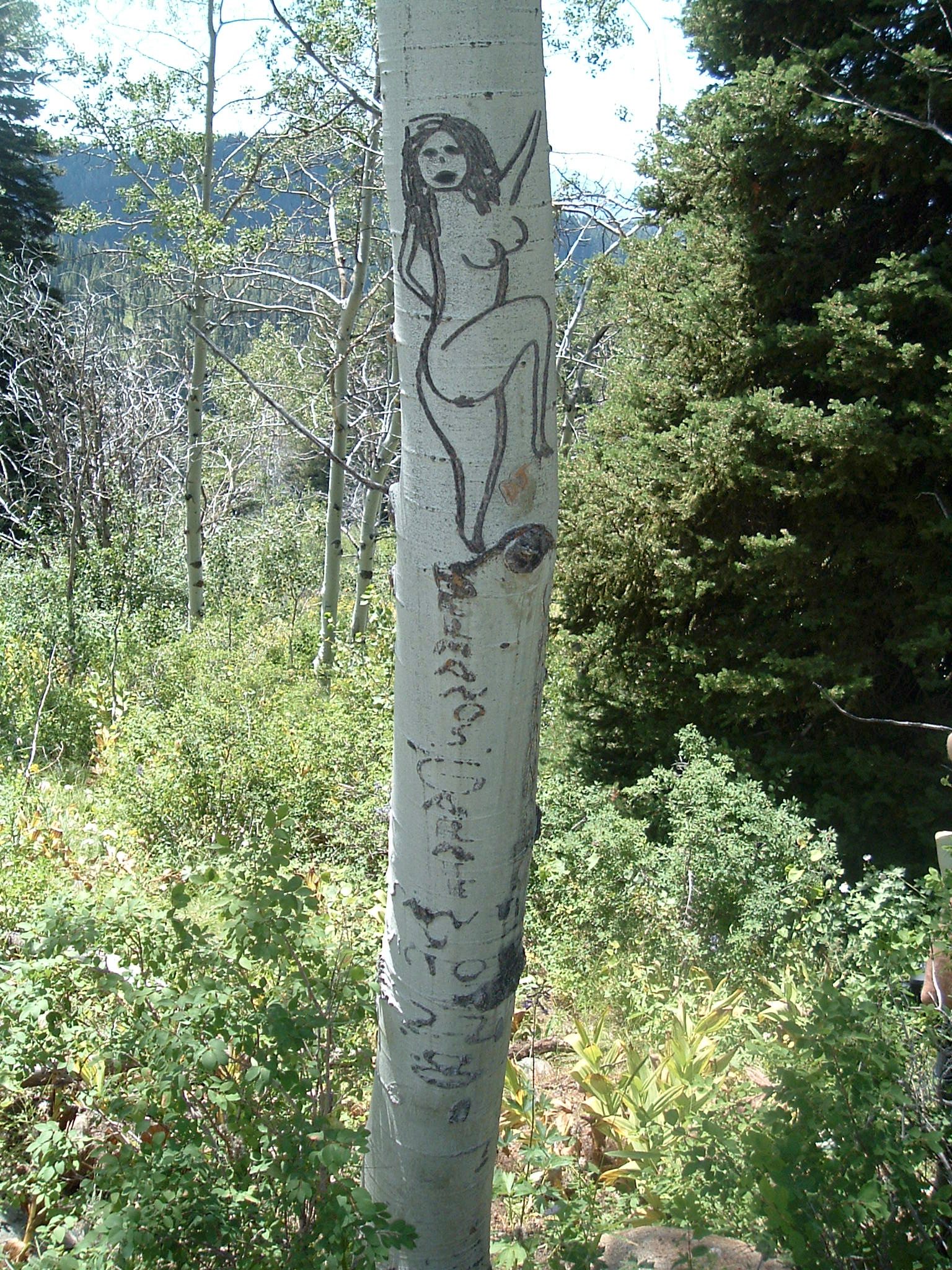 One of many examples of carvings of women, this tree also features names. Below the woman, "Hermanos Garate Santi y Victor" is carved, dated August 24, 1961. A Peruvian herder added his name on the side of the tree in 2002.