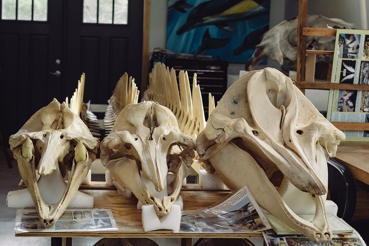 Collecting marine specimens: The killer whale skeleton