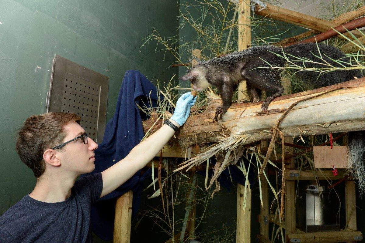 Student Sam Gochman feeds an aye-aye lemur as part of a study on ethanol consumption preference conducted by Nathaniel Dominy and Robert Dudley.