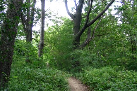 The Path In. . . 