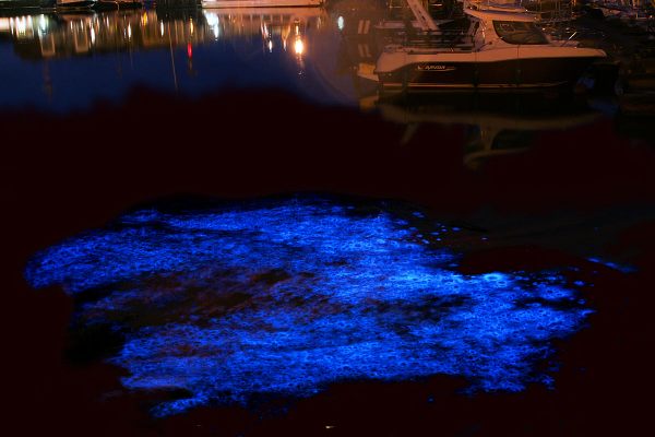 Long exposure image of bioluminescence of Noctiluca scintillans in the yacht port of Zeebrugge, Belgium