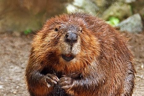 North American beaver