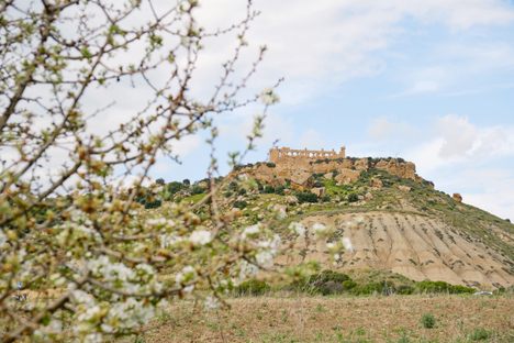 The Temple of Juno, seen here through the branches of a blossoming almond tree, is surrounded by centuries-old olive trees that are harvested to make olive oil.