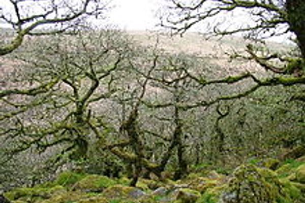 Elfin forest ecosystem (photo from Wikipedia) 