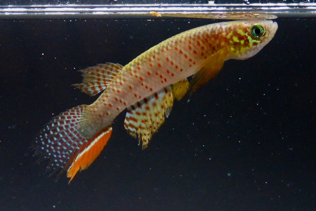 The Juan Deriba killifish, a newly identified species from Bolivia, leaps out of water to evade predators—and others of its kind.