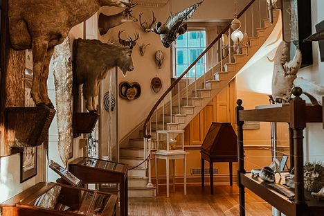 Museum of Natural and Other Curiosities