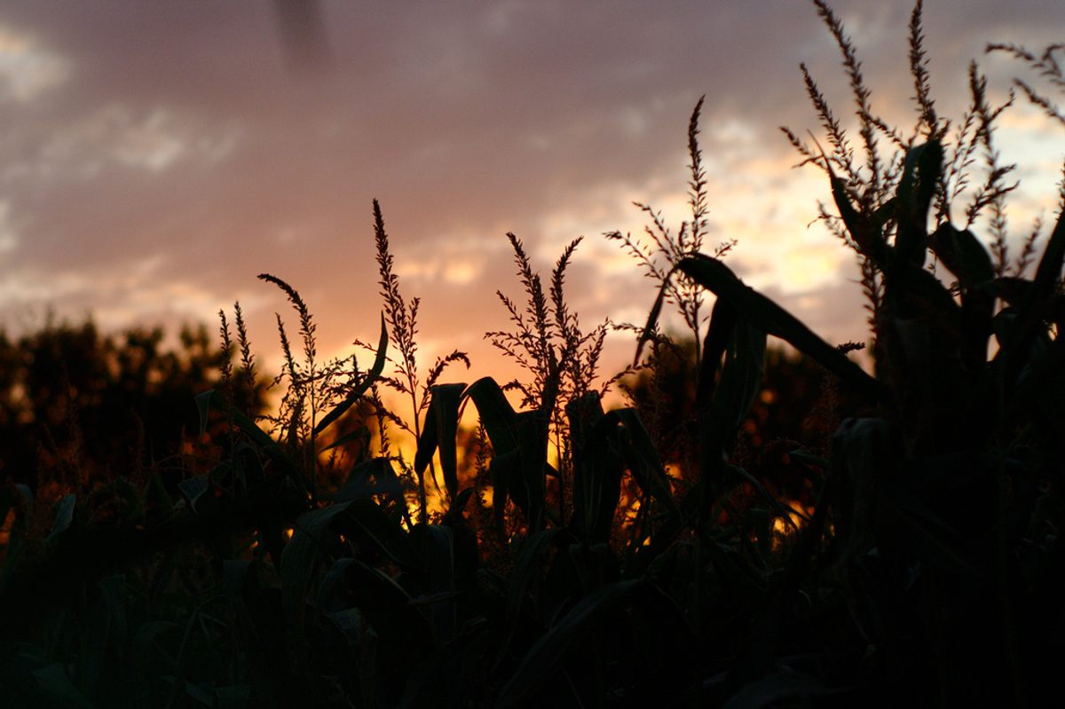 Corn mazes are popular autumnal activities in the Midwest and beyond—but they're typically not tardigrades.