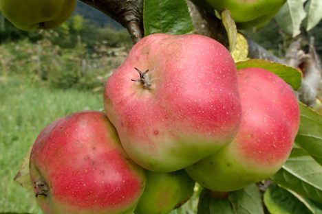 Api Etoile Apple
