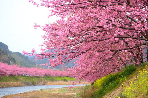 Kawazu cherry trees.
