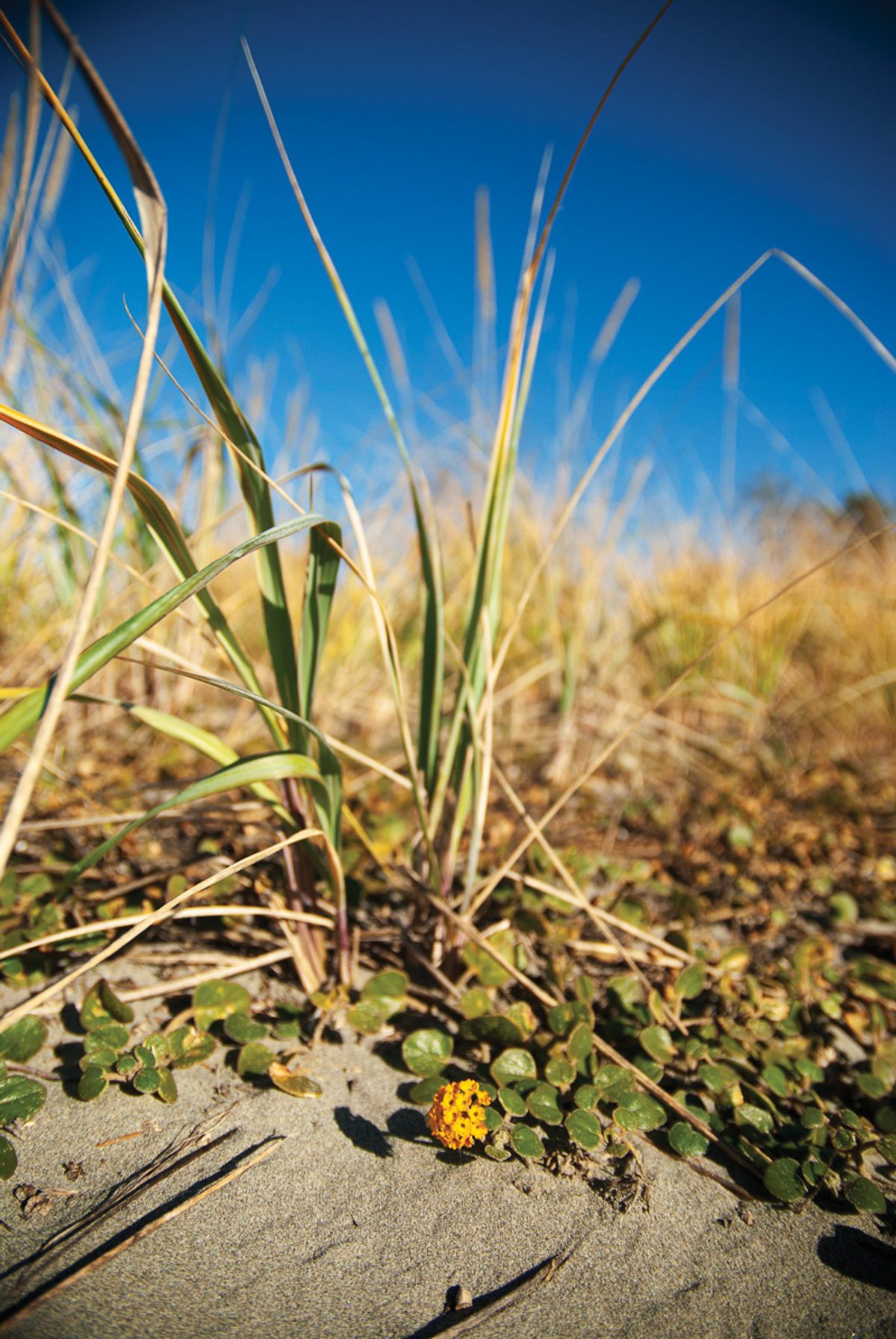 Dune grasses and sand verbenas help to stabilize the sand that collects on the berm.