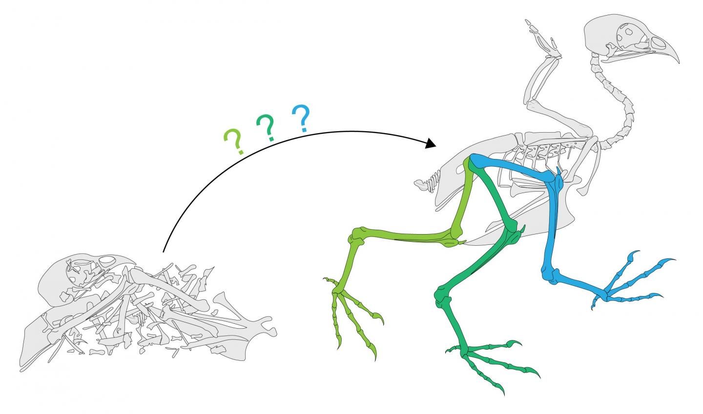 The actual range of motion of a quail leg.