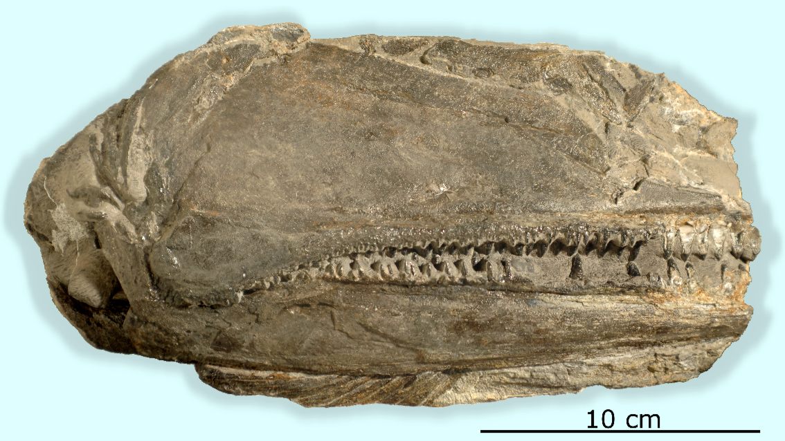 The fossilized <em>B. americana</em> skull found in Nevada.