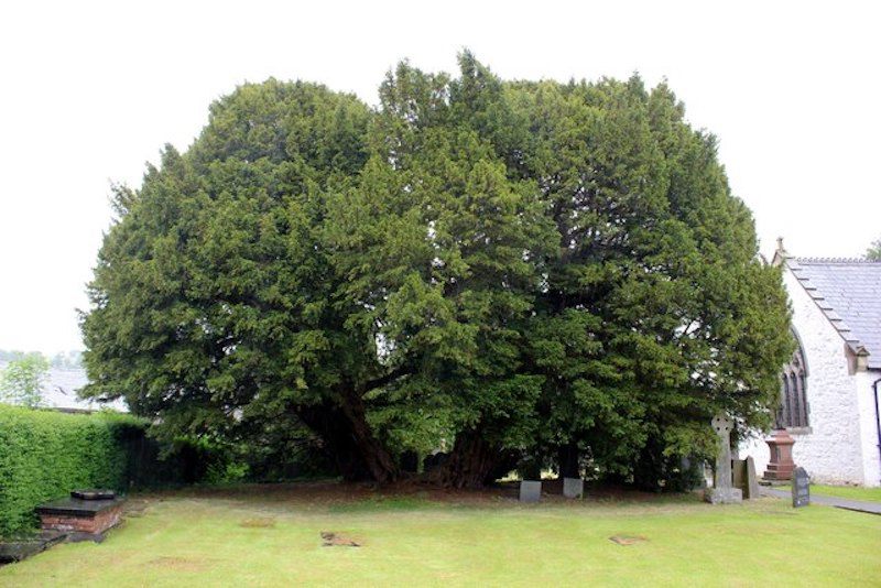 A yew for you.