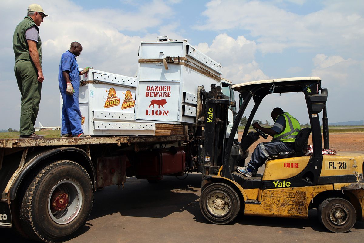 Boxes containing lions from South Africa are placed on a truck heading to Akagera National Park in June 2015.