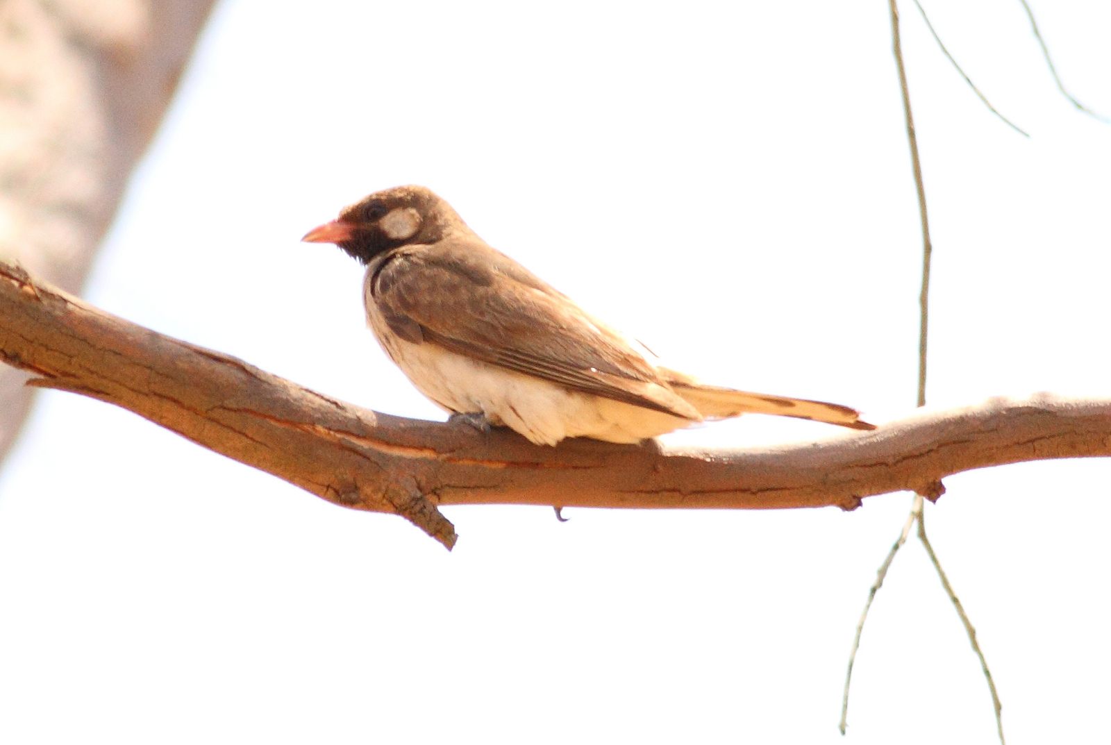 The greater honeyguide (Indicator indicator), friend to honey-lovers everywhere.