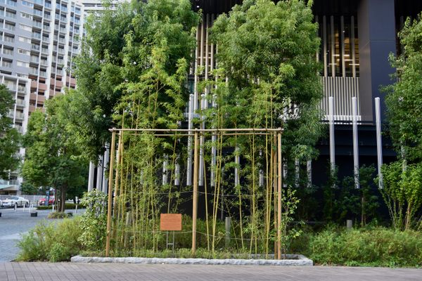 Bamboo