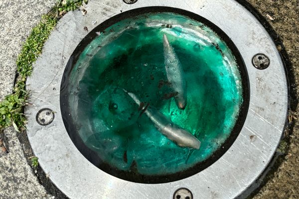 Miniature Underwater Scene Hidden in the Cobbles