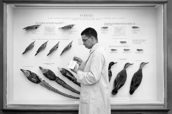 taxidermy tools – Biodiversity Heritage Library