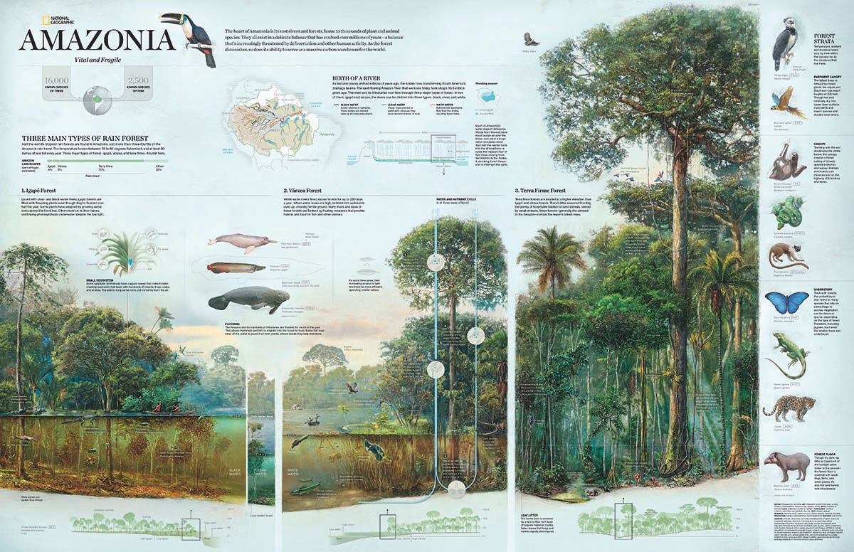Amazonia, Vital and Fragile, November 2015.