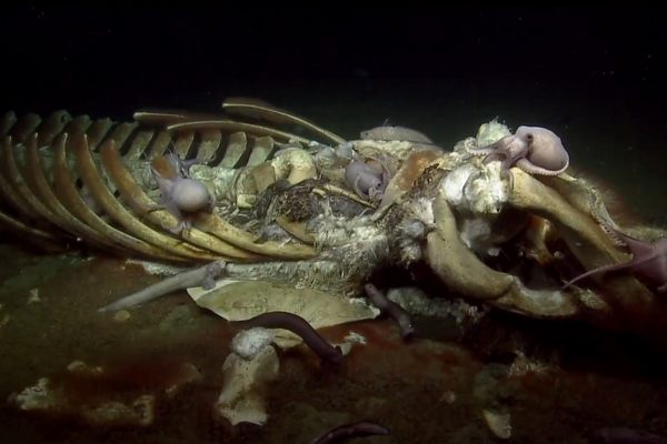 Octopuses investigate the skeleton of a whale at a whale fall site off the California coast.