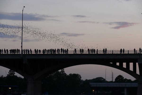 Crowds gather to watch the bats fly out as the sun sets.