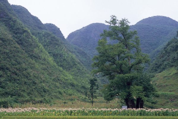 Li Jiawan Grand Ginkgo King