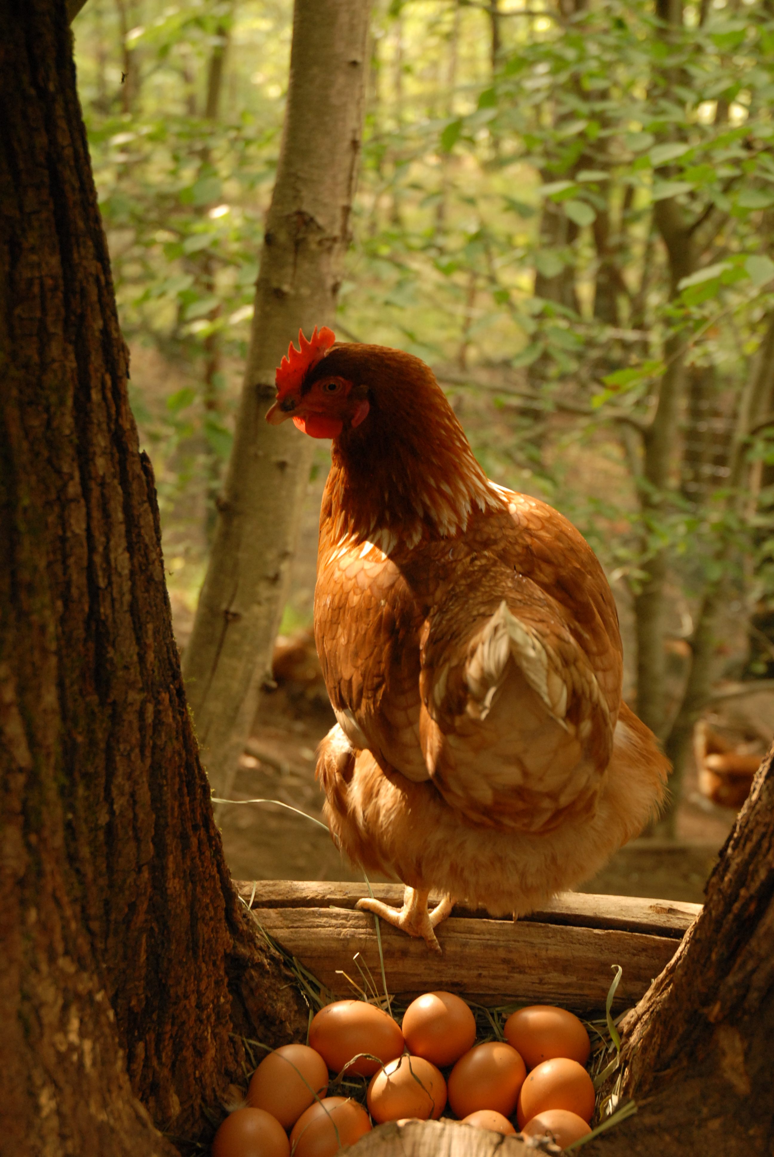Massimo Rapella sells his “eggs of the woods” to 400 consumers and 40 restaurants in Lombardy.