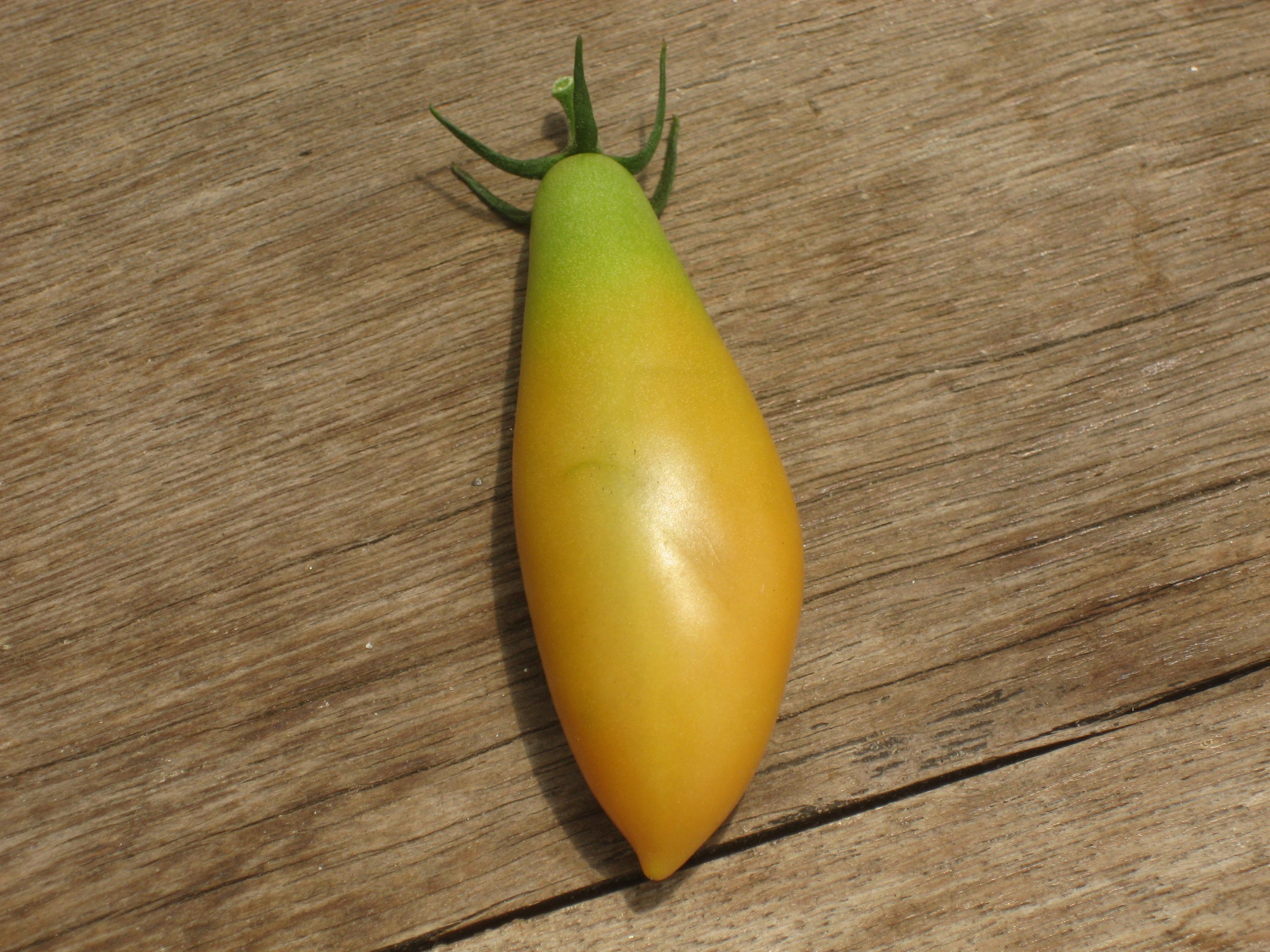 The tomato slowly morphing into a chili pepper.