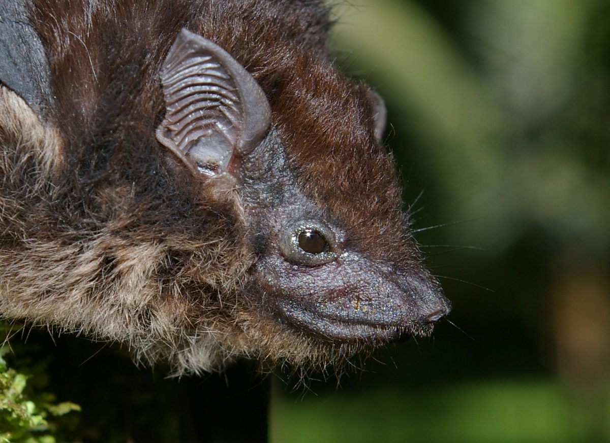 A greater sac-winged bat. Be grateful this image is not scratch 'n' sniff.