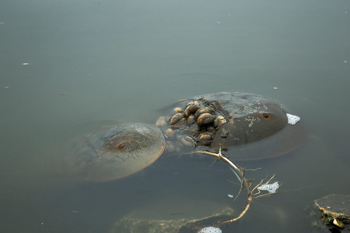 As horseshoe crabs age, small sea creatures such as mollusks and worms begin to live on its shell.