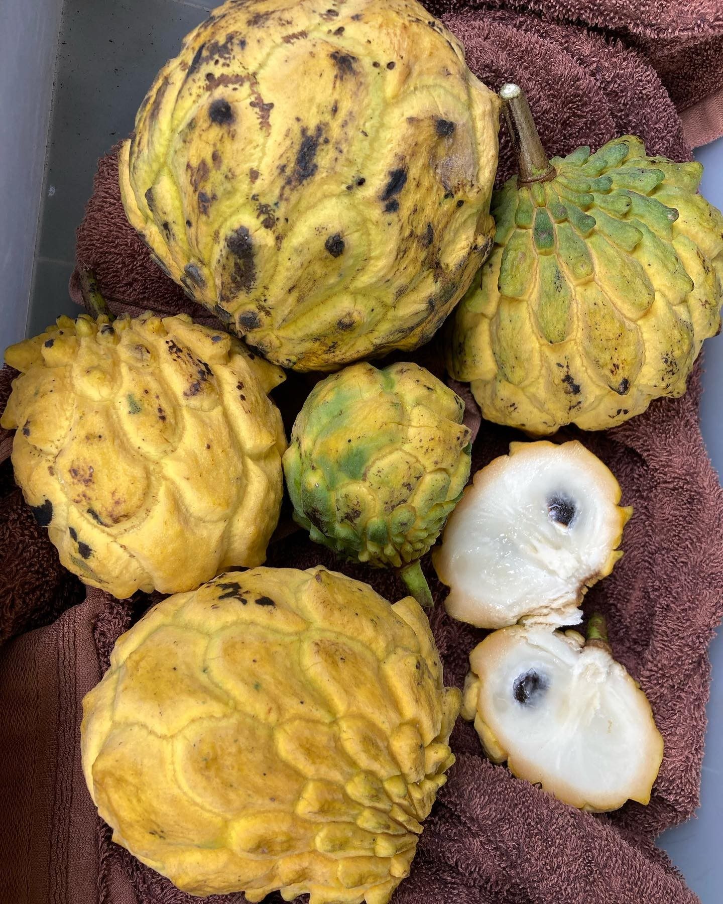 A bunch of rollinia deliciosa.