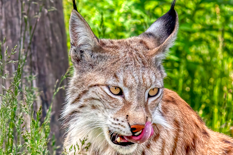 The Chernobyl Disaster Created an Unexpected Predator Paradise