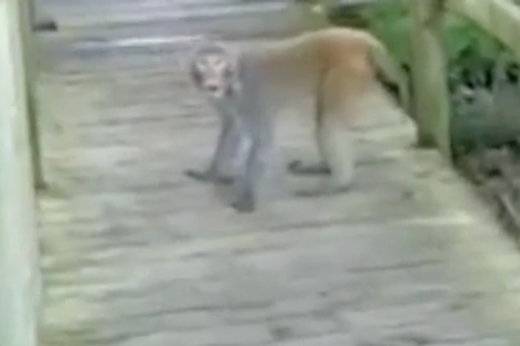 A Brief Encounter With Some Angry Monkeys in Florida