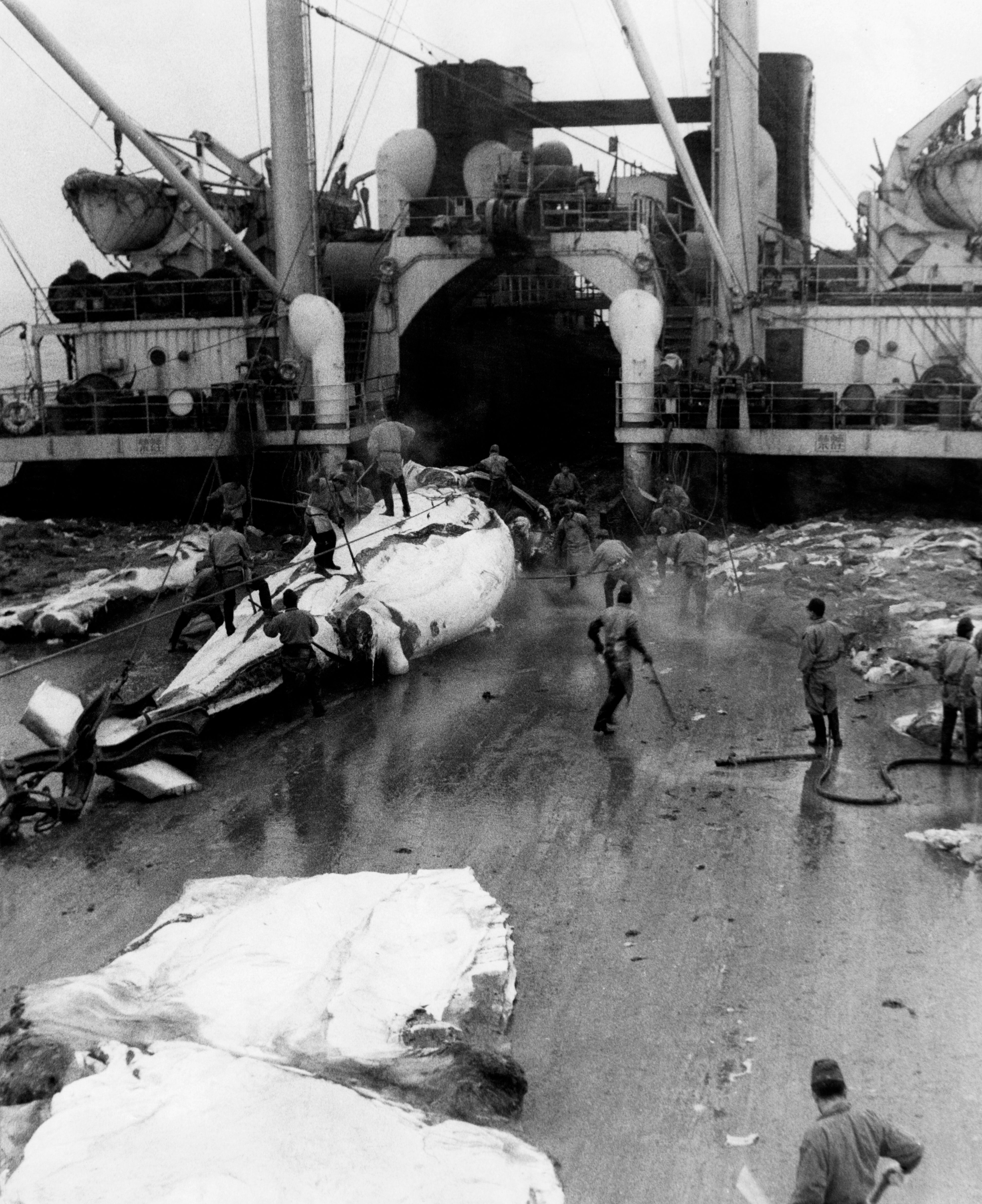 This Japanese crew dissected a whale near the South Pole in 1962.