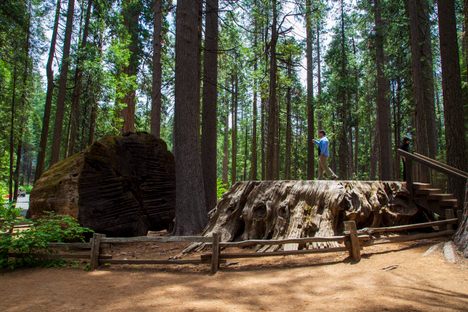 .The discovery Tree Stump