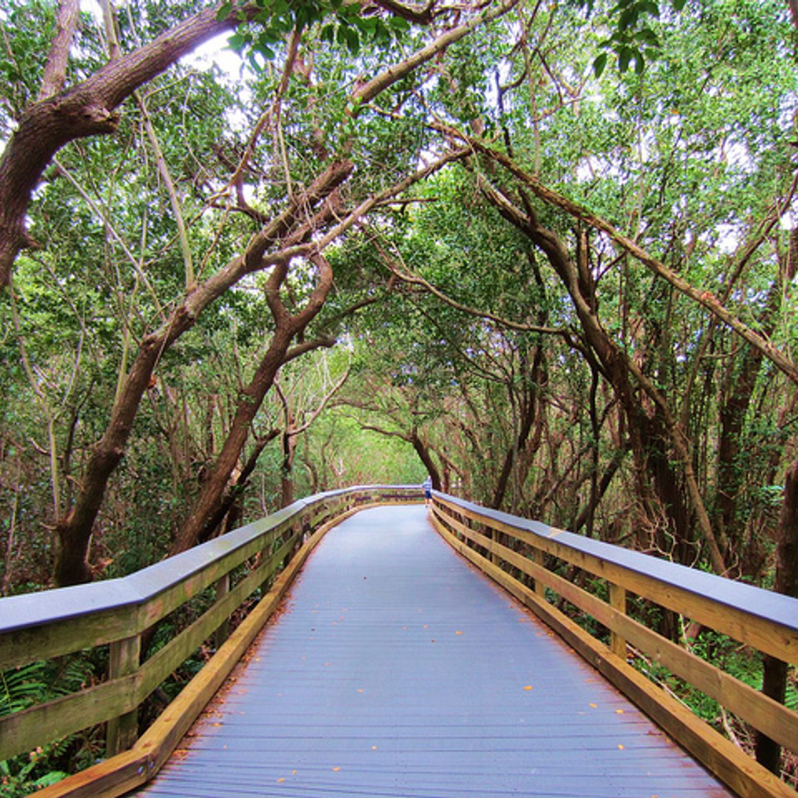 The boardwalk through a mangrove tunnel.
