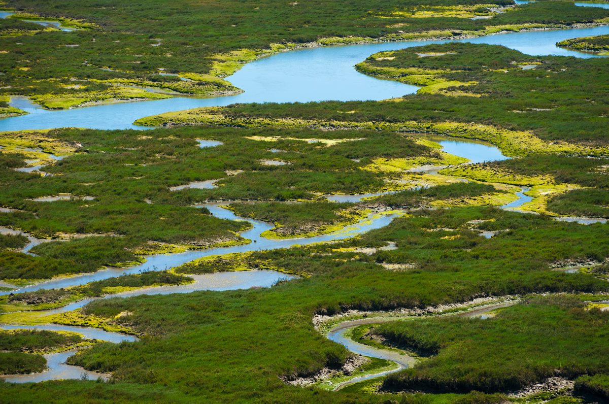 Otters are helping the tidal marsh ecosystem of Elkhorn Slough stay healthy.