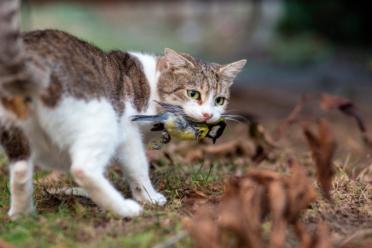 Domesticated cats never lost the "elegant assassin" traits of their wild ancestors.
