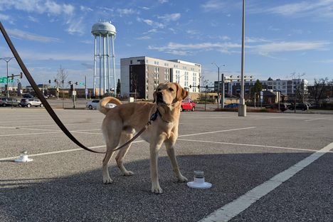 Ernie's training culminated with a parking-lot demonstration of sniffing prowess. 