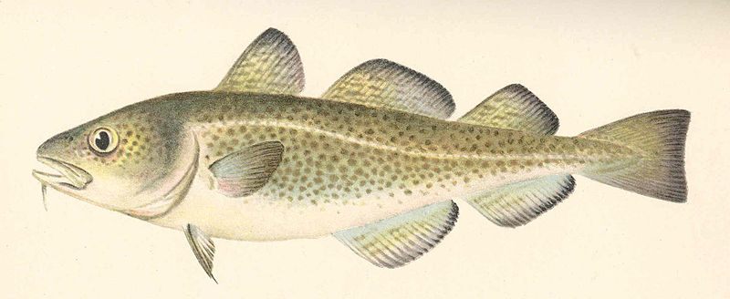 The fish that launched a thousand ships.