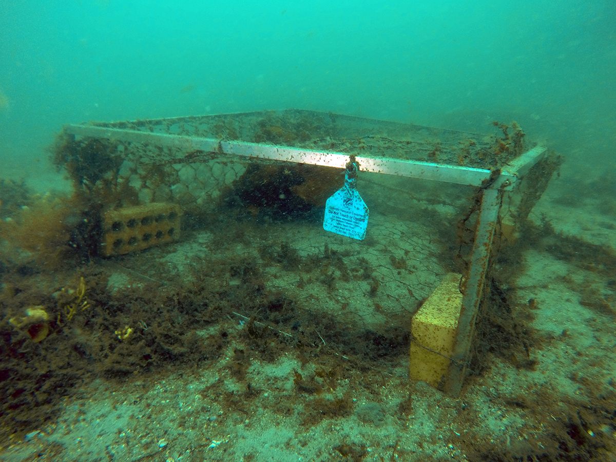 A standard seahorse hotel, two weeks after deployment.