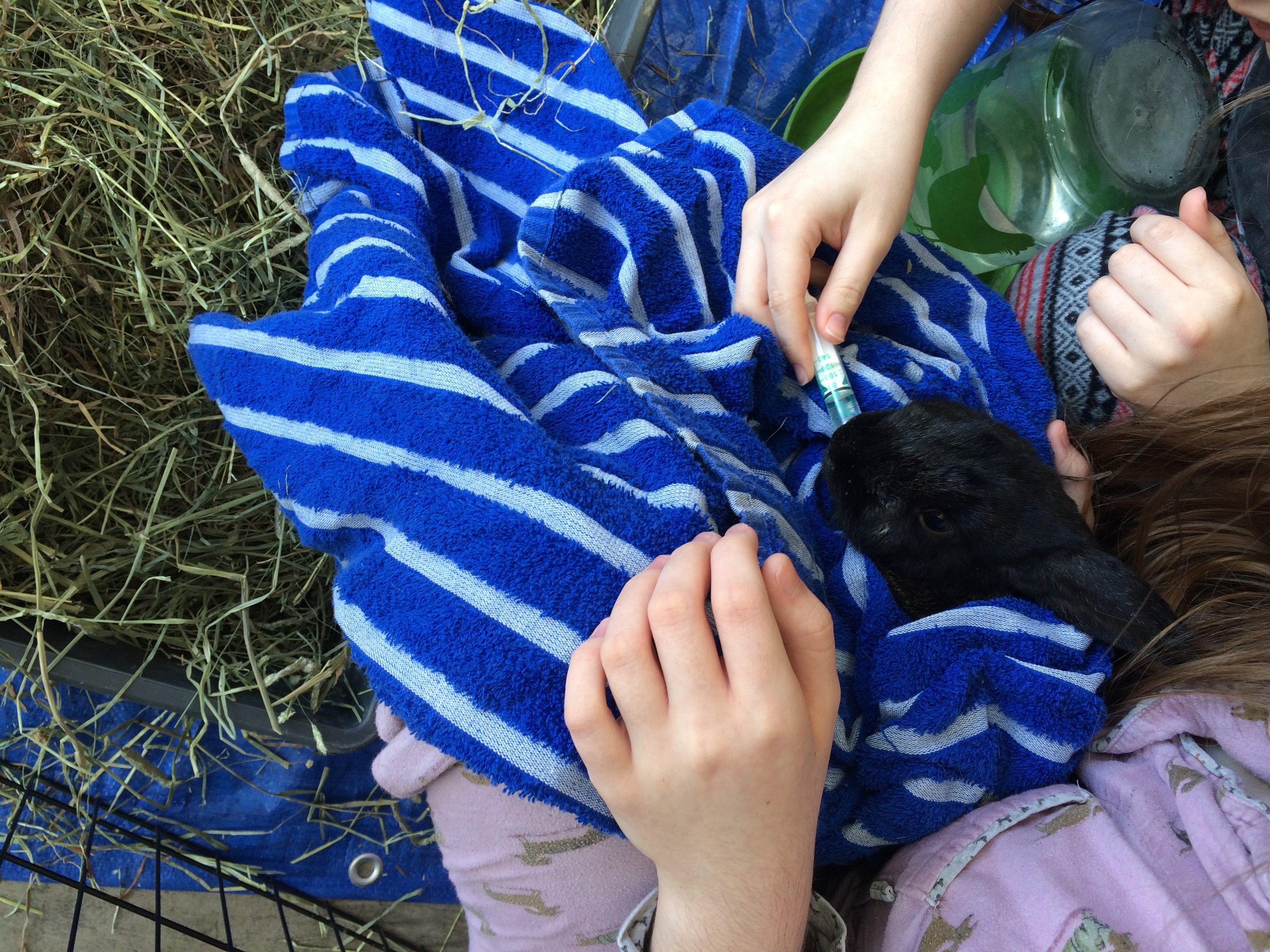 Volunteers give water to a rabbit who wasn't doing well. (It has since recovered.)