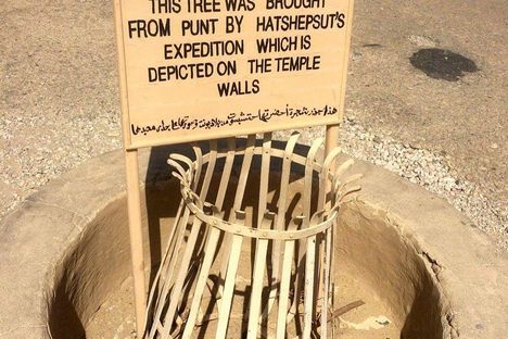 Myrrh tree purportedly brought from Hatshepsut's expedition to Punt.